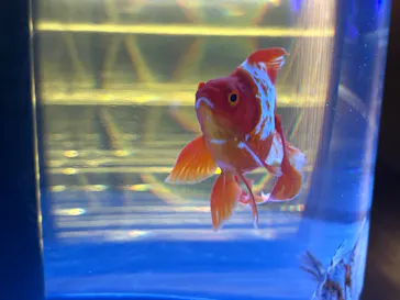 すみだ水族館に投稿された画像（2026/3/29）