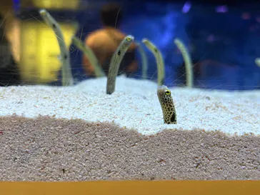 すみだ水族館に投稿された画像（2026/3/29）