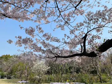 横浜イングリッシュガーデンに投稿された画像（2026/3/29）