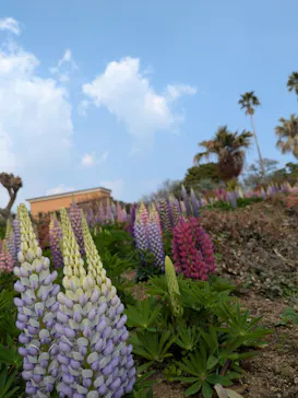 ニューヨークランプミュージアム＆フラワーガーデンに投稿された画像（2026/3/29）