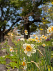 ニューヨークランプミュージアム＆フラワーガーデンに投稿された画像（2026/3/29）