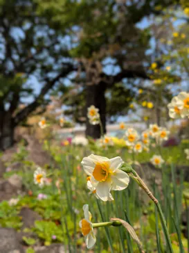 ニューヨークランプミュージアム＆フラワーガーデンに投稿された画像（2026/3/29）