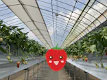 Strawberry Farm シャインベリーに投稿された画像（2026/3/29）