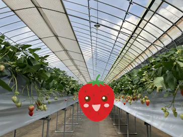 Strawberry Farm シャインベリーに投稿された画像（2026/3/29）