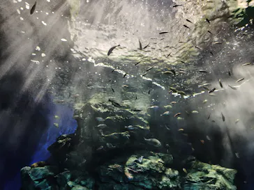 マリンワールド海の中道に投稿された画像（2026/3/29）