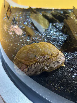 AQUARIUM × ART　atoaに投稿された画像（2026/3/29）