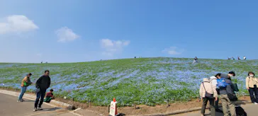 国営ひたち海浜公園プレジャーガーデンに投稿された画像（2026/3/29）