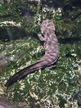 京都水族館に投稿された画像（2026/3/29）