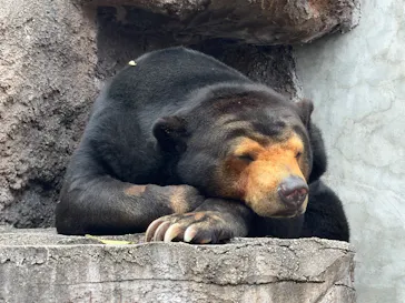 天王寺動物園に投稿された画像（2026/3/29）