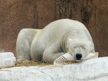 天王寺動物園に投稿された画像（2026/3/29）