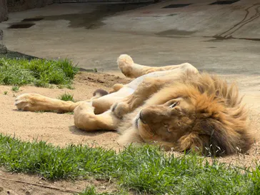 天王寺動物園に投稿された画像（2026/3/29）