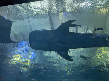 沖縄美ら海水族館に投稿された画像（2026/3/29）