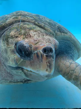 沖縄美ら海水族館に投稿された画像（2026/3/29）