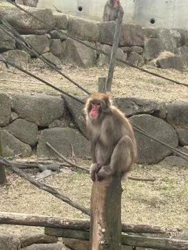 名古屋市東山動植物園に投稿された画像（2026/3/29）