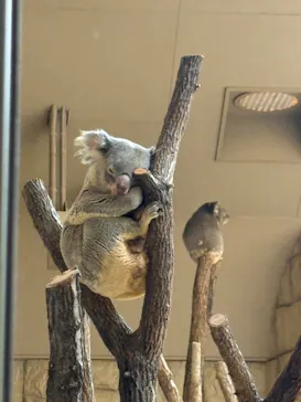 名古屋市東山動植物園に投稿された画像（2026/3/29）