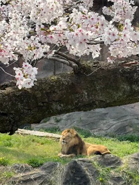 名古屋市東山動植物園に投稿された画像（2026/3/29）
