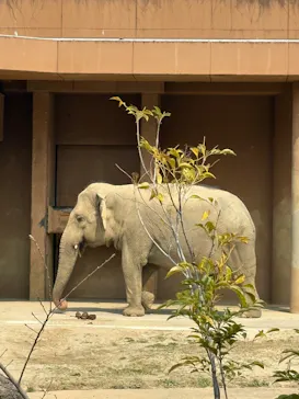 名古屋市東山動植物園に投稿された画像（2026/3/29）