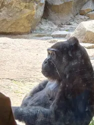 恩賜上野動物園に投稿された画像（2026/3/29）