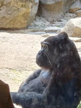 恩賜上野動物園に投稿された画像（2026/3/29）