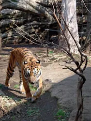 恩賜上野動物園に投稿された画像（2026/3/29）