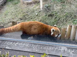 恩賜上野動物園に投稿された画像（2026/3/29）