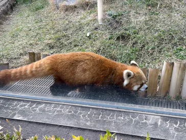 恩賜上野動物園に投稿された画像（2026/3/29）