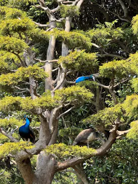 伊豆シャボテン動物公園に投稿された画像（2026/3/29）