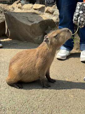 伊豆シャボテン動物公園に投稿された画像（2026/3/29）