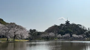 三溪園に投稿された画像（2026/3/29）