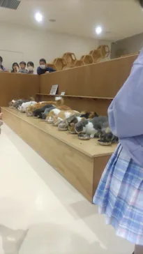 Cat Café MOFF 仙台PARCO店に投稿された画像（2026/3/29）