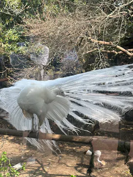 伊豆シャボテン動物公園に投稿された画像（2026/3/29）