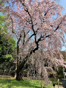 東京国立博物館に投稿された画像（2026/3/29）