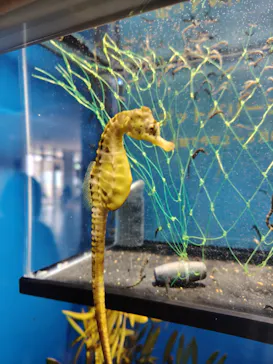 アクアワールド茨城県大洗水族館に投稿された画像（2026/3/29）