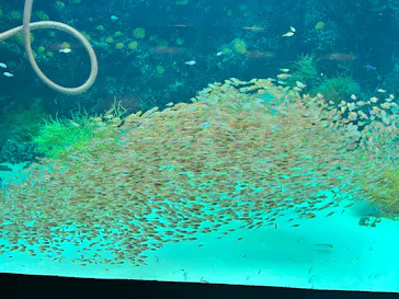 環境水族館アクアマリンふくしまに投稿された画像（2026/3/29）
