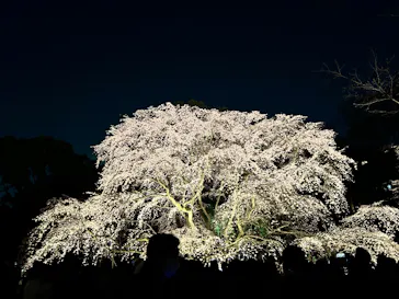 六義園に投稿された画像（2026/3/29）