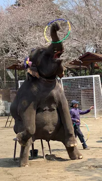 ANIMAL WONDER REZOURT 市原ぞうの国・サユリワールドに投稿された画像（2026/3/29）