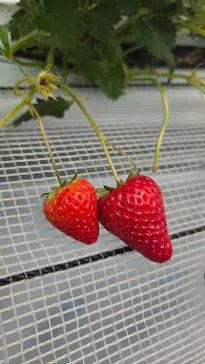 twins farm 真岡いちご園に投稿された画像（2026/3/29）