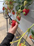 Strawberry Farm シャインベリーに投稿された画像（2026/3/29）