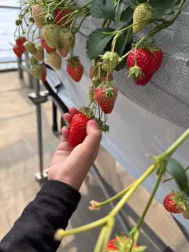 Strawberry Farm シャインベリーに投稿された画像（2026/3/29）