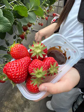 Strawberry Farm シャインベリーに投稿された画像（2026/3/29）