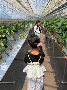 Strawberry Farm シャインベリーに投稿された画像（2026/3/29）