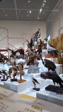 特別展「鳥 ～ゲノム解析が解き明かす新しい鳥類の系統～」に投稿された画像（2026/3/29）