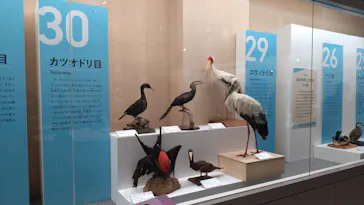 特別展「鳥 ～ゲノム解析が解き明かす新しい鳥類の系統～」に投稿された画像（2026/3/29）