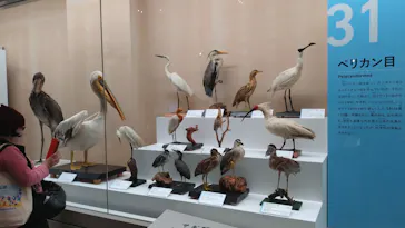 特別展「鳥 ～ゲノム解析が解き明かす新しい鳥類の系統～」に投稿された画像（2026/3/29）