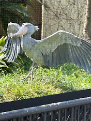 恩賜上野動物園に投稿された画像（2026/3/29）