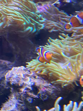 しながわ水族館に投稿された画像（2026/3/29）