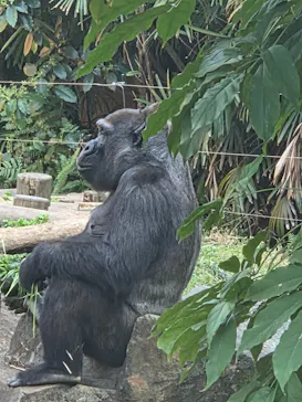 恩賜上野動物園に投稿された画像（2026/3/29）