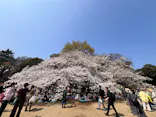 新宿御苑に投稿された画像（2026/3/29）