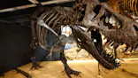 T-REX展～ティラノサウルスの進化～（新潟県立自然科学館）に投稿された画像（2026/3/29）