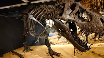T-REX展～ティラノサウルスの進化～（新潟県立自然科学館）に投稿された画像（2026/3/29）